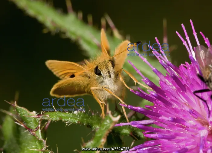: 80179284 Essex Skipper showing black-tipped antennae : 80179284 Essex Skipper showing black-tipped antennae