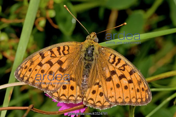 : 80179285 Dark Green Fritillary Argynnis aglaja Bob : 80179285 Dark Green Fritillary Argynnis aglaja Bob
