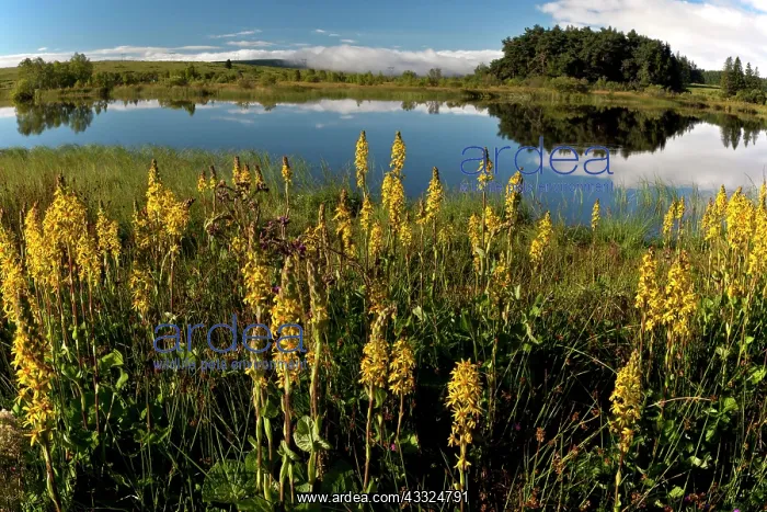 : 80179287 Siberian Ligularia - in flower in the marshes : 80179287 Siberian Ligularia - in flower in the marshes