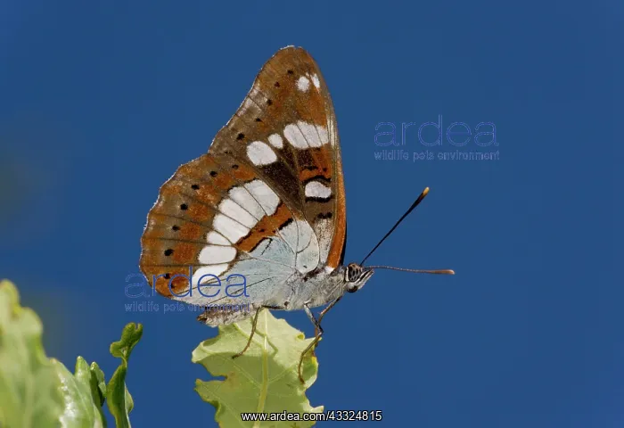 : 80179292 Southern White Admiral - settled with wings : 80179292 Southern White Admiral - settled with wings