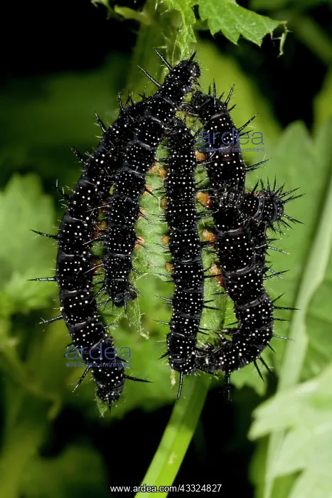 : 80179295 Peacock Butterfly - caterpillars / larvae : 80179295 Peacock Butterfly - caterpillars / larvae