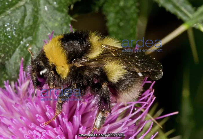: 80179296 Bumblebee - on Knapweed flower Bombus terrestris : 80179296 Bumblebee - on Knapweed flower Bombus terrestris