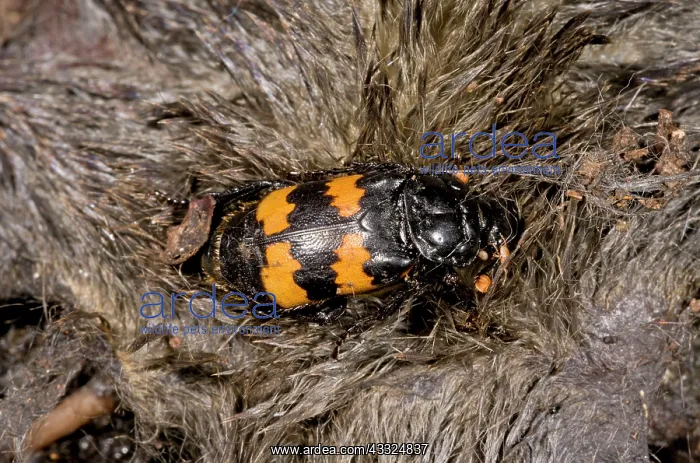 : 80179297 Burying Beetle - on the carcase of a mole : 80179297 Burying Beetle - on the carcase of a mole