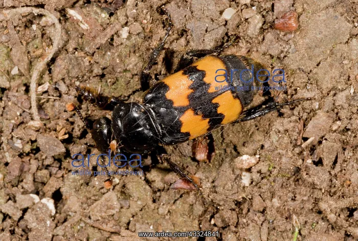 : 80179298 Burying Beetle - looking for carrion - : 80179298 Burying Beetle - looking for carrion -