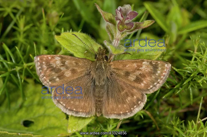 : 80179301 Dingy Skipper Butterfly - second brood : 80179301 Dingy Skipper Butterfly - second brood