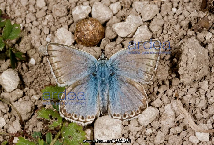 : 80179302 Chalk-hill Blue Butterfly - male basking : 80179302 Chalk-hill Blue Butterfly - male basking