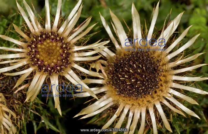 : 80179303 Carline Thistle - in flower Chalk downland : 80179303 Carline Thistle - in flower Chalk downland