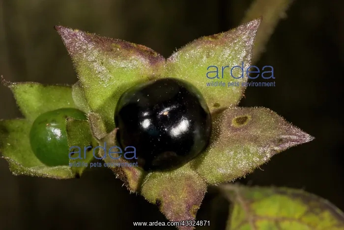 : 80179304 Deadly Nightshade - poisonous berries Hants : 80179304 Deadly Nightshade - poisonous berries Hants
