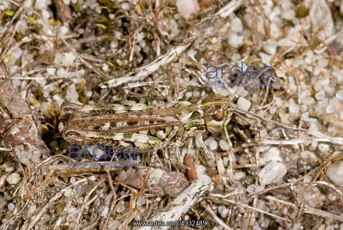 : 80179310 Mottled Grasshopper - female in sandy heathland : 80179310 Mottled Grasshopper - female in sandy heathland