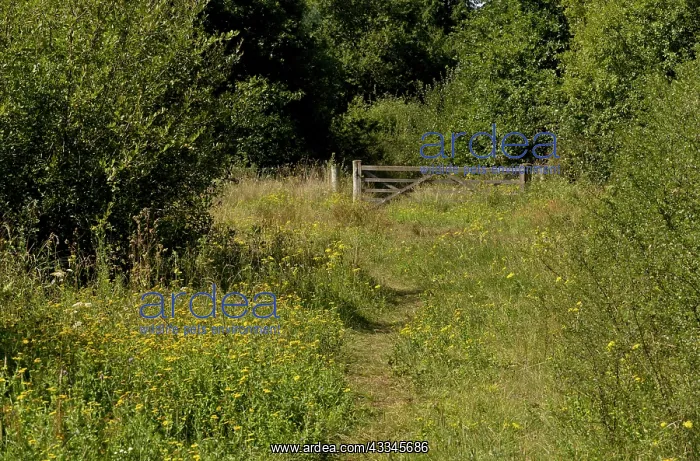 : 80179314 Flowery Grassy Path - and gate Alner's : 80179314 Flowery Grassy Path - and gate Alner's