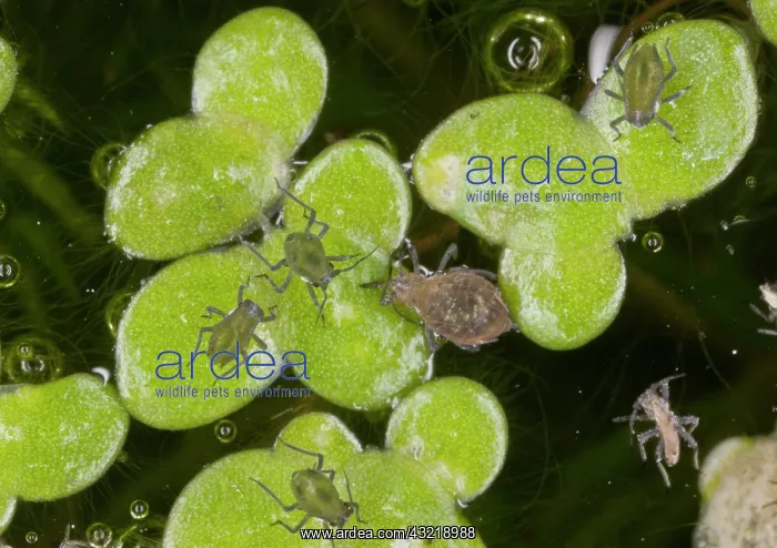 : 80179321 Water-lily Aphid - on Common Duckweed Dorset : 80179321 Water-lily Aphid - on Common Duckweed Dorset