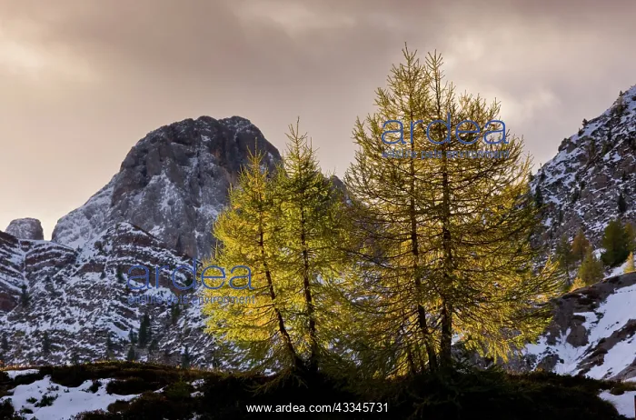 : 80179329 Backlit European Larches - in autumn colour : 80179329 Backlit European Larches - in autumn colour