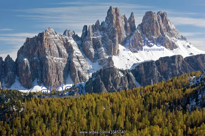 : 80179331 Dolomite Ridge - of the Croda da Lago from : 80179331 Dolomite Ridge - of the Croda da Lago from