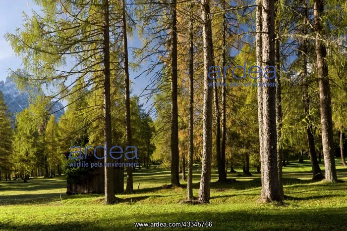 : 80179335 Larch Wood - pasture Campo di Dentro : 80179335 Larch Wood - pasture Campo di Dentro