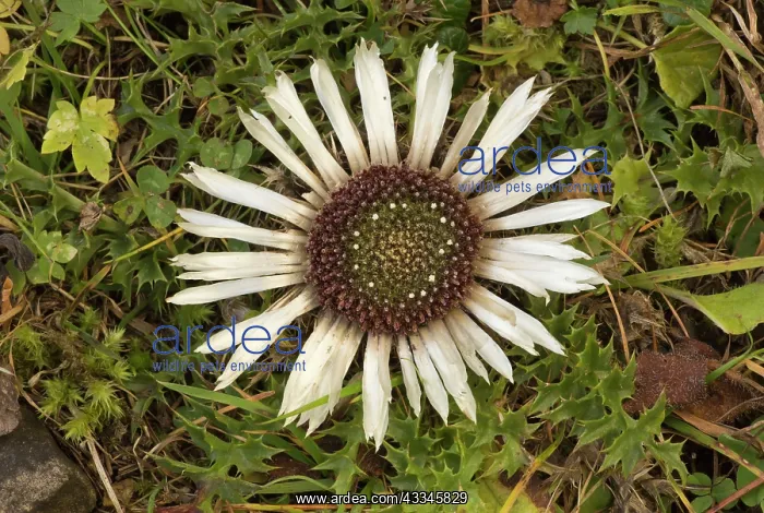 : 80179346 Stemless Carline Thistle - in flower in : 80179346 Stemless Carline Thistle - in flower in