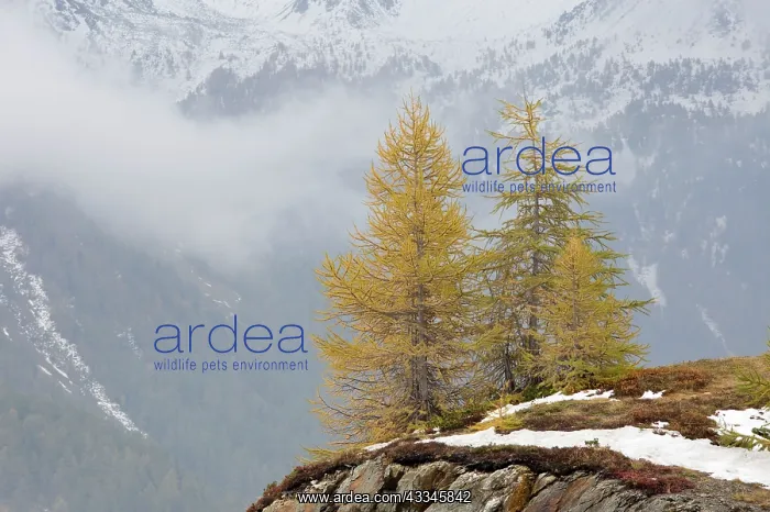 : 80179348 Larch Trees - in autumn colour on the edge : 80179348 Larch Trees - in autumn colour on the edge