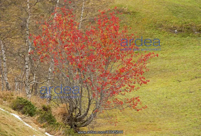 : 80179349 Rowan / Mountain Ash - in fruit in autumn : 80179349 Rowan / Mountain Ash - in fruit in autumn