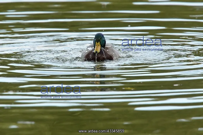 : 80179353 Mallard male bathing - autumn Anas platyrhynchos : 80179353 Mallard male bathing - autumn Anas platyrhynchos