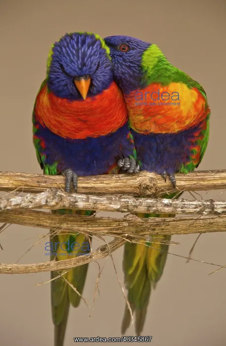 : 80179356 Rainbow Lorikeets pair from Australasia : 80179356 Rainbow Lorikeets pair from Australasia