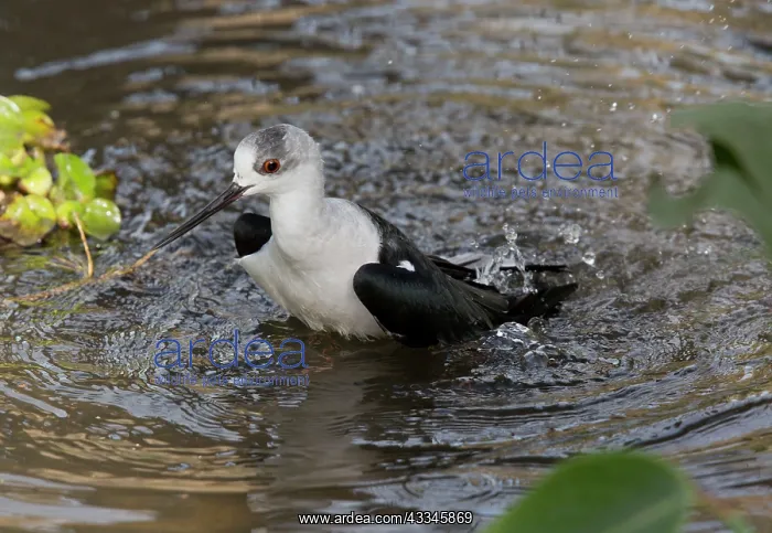 : 80179357 Black-winged Stilt - preening in water : 80179357 Black-winged Stilt - preening in water