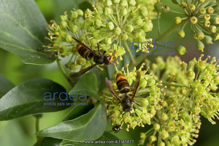 : 80179358 Asian Predatory Wasp / Asian Hornet on : 80179358 Asian Predatory Wasp / Asian Hornet on