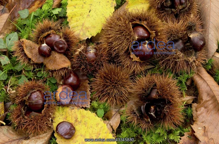 : 80179361 Sweet Chestnuts - and leaves in autumn : 80179361 Sweet Chestnuts - and leaves in autumn