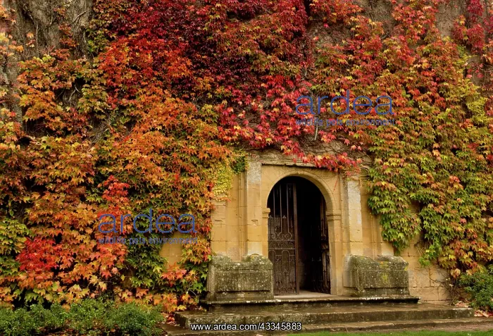 : 80179362 Virginia Creeper - covered gateway - Biron : 80179362 Virginia Creeper - covered gateway - Biron