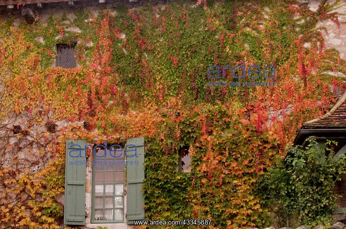 : 80179363 Virginia Creeper - in autumn on old house : 80179363 Virginia Creeper - in autumn on old house