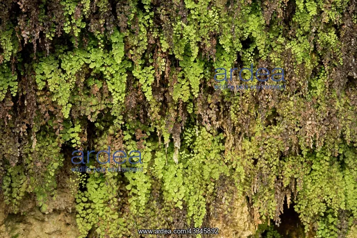 : 80179365 Maidenhair Fern - growing on damp limestone : 80179365 Maidenhair Fern - growing on damp limestone