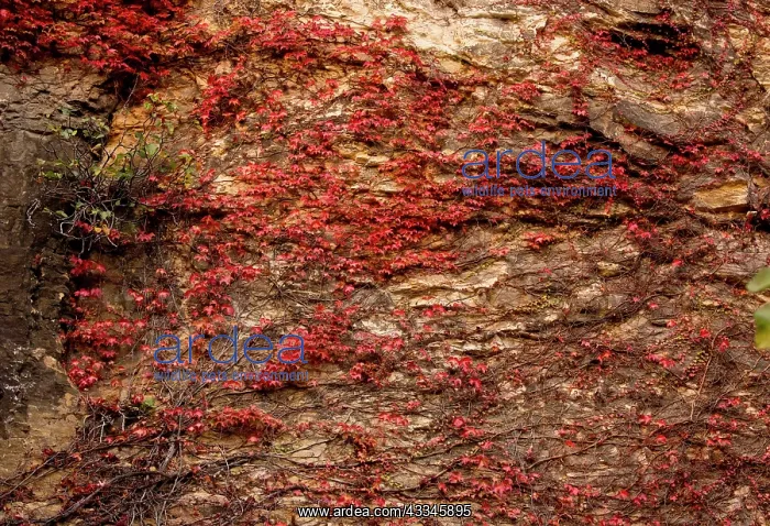 : 80179366 Virginia Creeper - in autumn on stone wall : 80179366 Virginia Creeper - in autumn on stone wall