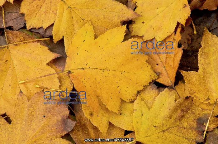 : 80179367 Wild Service Tree fallen autumn leaves : 80179367 Wild Service Tree fallen autumn leaves