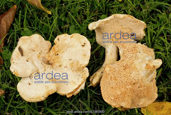 : 80179368 Wood Hedgehog / Hedgehog Mushroom - edible : 80179368 Wood Hedgehog / Hedgehog Mushroom - edible