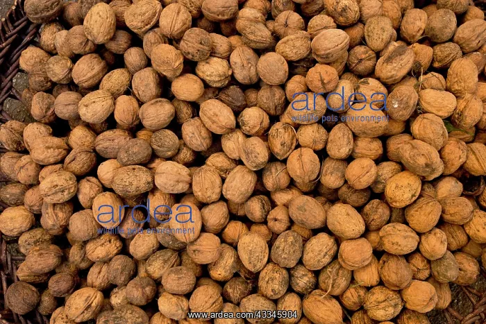 : 80179370 Walnuts - for sale in bulk at street market : 80179370 Walnuts - for sale in bulk at street market