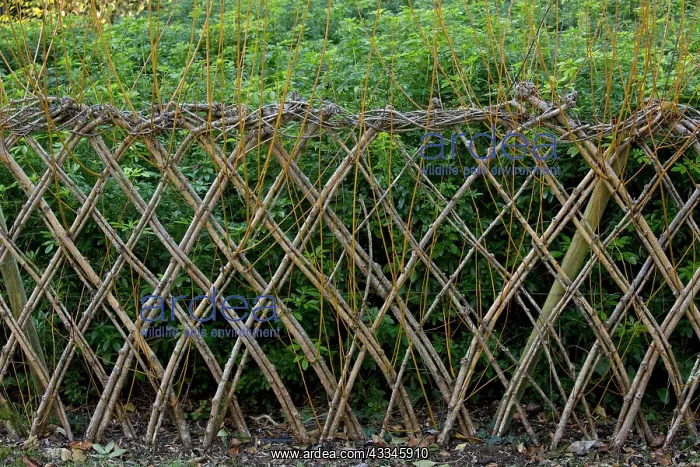 : 80179372 Living Willow Fence - sprouting Dordogne : 80179372 Living Willow Fence - sprouting Dordogne