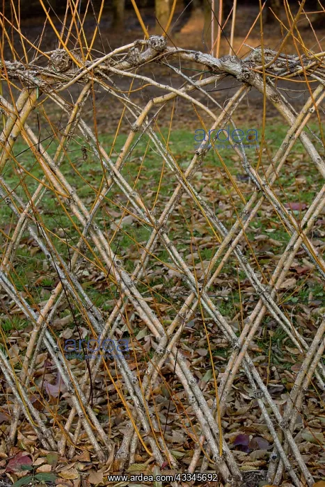 : 80179373 Living Willow Fence - sprouting Dordogne : 80179373 Living Willow Fence - sprouting Dordogne