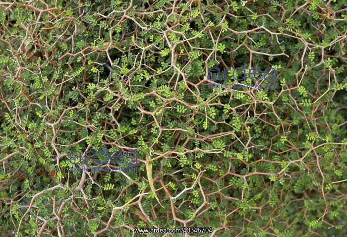 : 80179375 Prostrate Kowhai / Dwarf Kowhai - showing : 80179375 Prostrate Kowhai / Dwarf Kowhai - showing