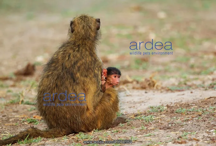 : 80179376 Chacma Baboon - female with young Chobe : 80179376 Chacma Baboon - female with young Chobe