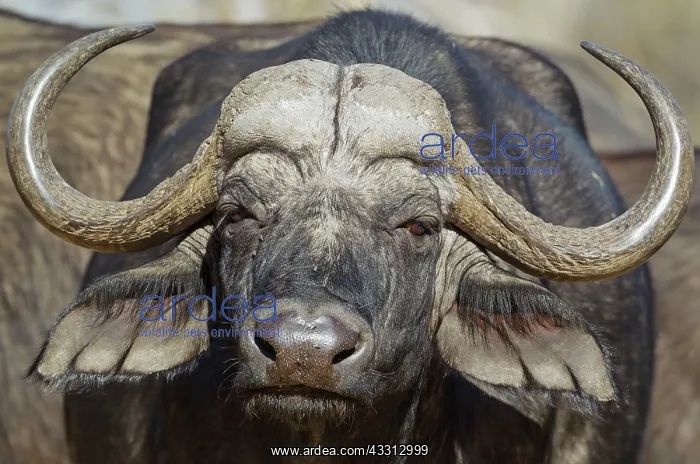 : 80179381 Cape Buffalo - close-up of a bull Okavango : 80179381 Cape Buffalo - close-up of a bull Okavango