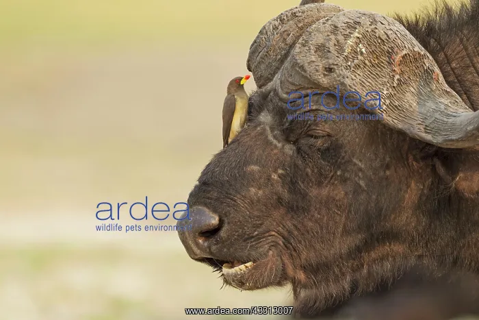: 80179382 Cape Buffalo - bull with Yellow-billed : 80179382 Cape Buffalo - bull with Yellow-billed