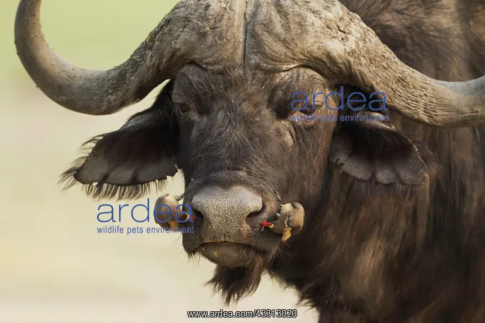 : 80179384 Cape Buffalo - bull with both a Yellow-billed : 80179384 Cape Buffalo - bull with both a Yellow-billed