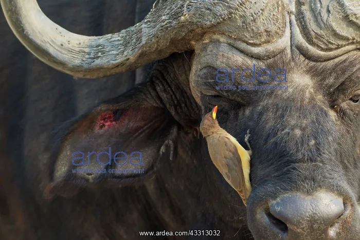 : 80179386 Cape Buffalo - bull with Yellow-billed : 80179386 Cape Buffalo - bull with Yellow-billed