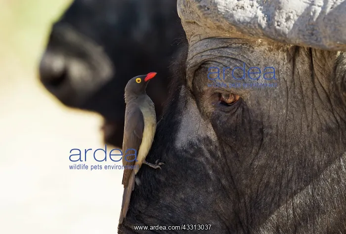 : 80179387 Cape Buffalo - bull with Red-billed Oxpecker : 80179387 Cape Buffalo - bull with Red-billed Oxpecker