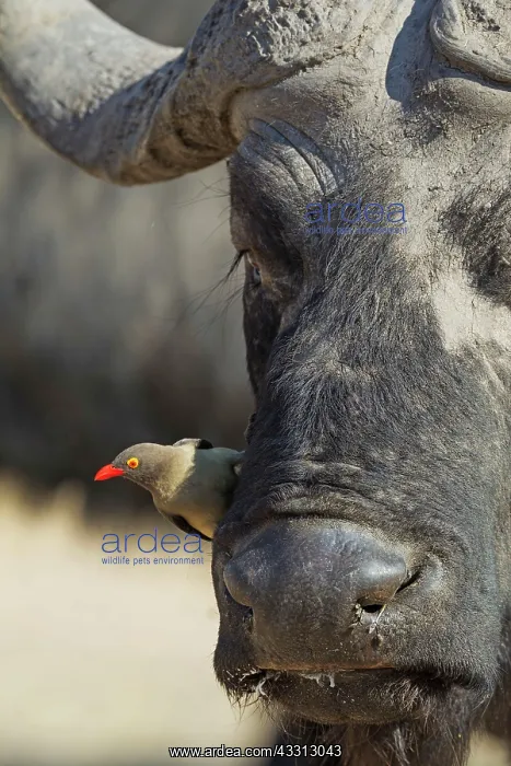 : 80179388 Cape Buffalo - bull with Red-billed Oxpecker : 80179388 Cape Buffalo - bull with Red-billed Oxpecker