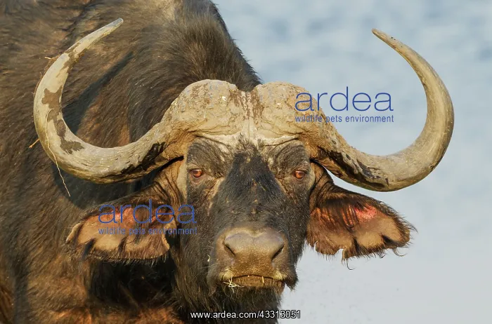 : 80179389 Cape Buffalo - close-up of a bull Chobe : 80179389 Cape Buffalo - close-up of a bull Chobe