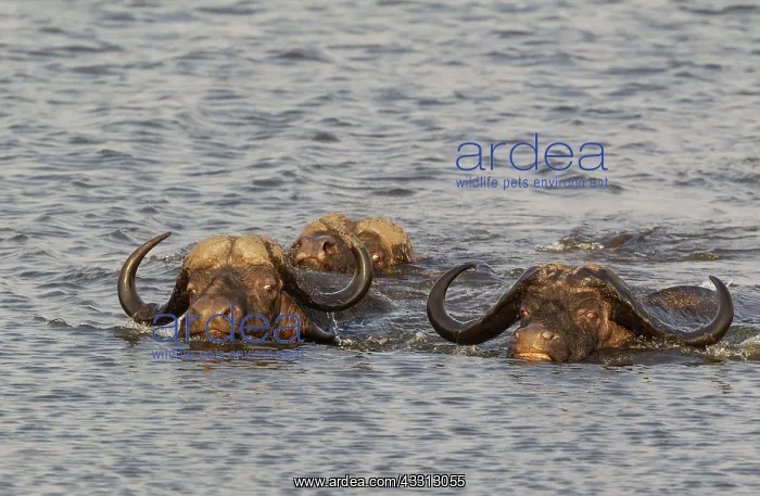 : 80179390 Cape Buffalo - two bulls on the left and : 80179390 Cape Buffalo - two bulls on the left and