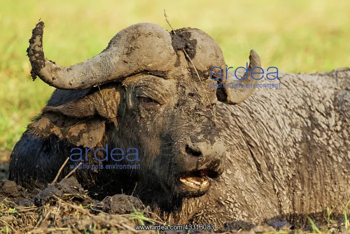 : 80179394 Cape Buffalo - bull enjoying a mud hole : 80179394 Cape Buffalo - bull enjoying a mud hole