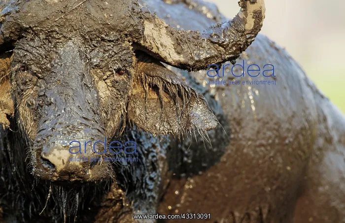  : 80179395 Cape Buffalo - close-up of a bull that