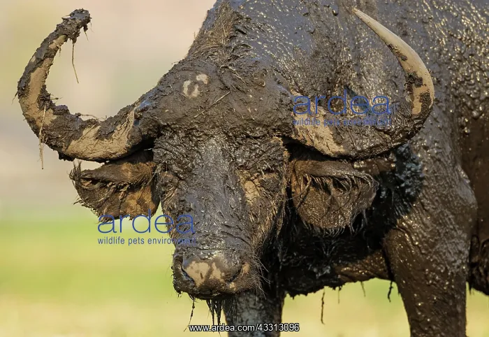 : 80179396 Cape Buffalo - bull has been enjoying a : 80179396 Cape Buffalo - bull has been enjoying a