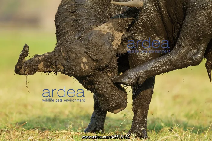 : 80179397 Cape Buffalo - bull has been enjoying a : 80179397 Cape Buffalo - bull has been enjoying a