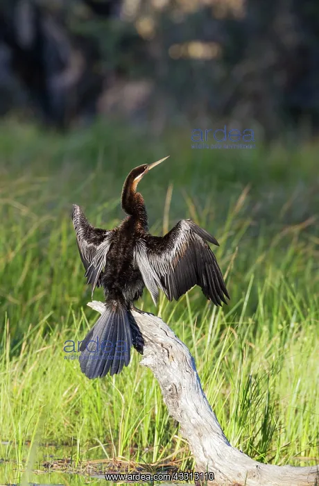 : 80179398 African Darter - basking on a log in order : 80179398 African Darter - basking on a log in order